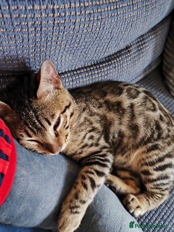 Bengal cats - Advert 1