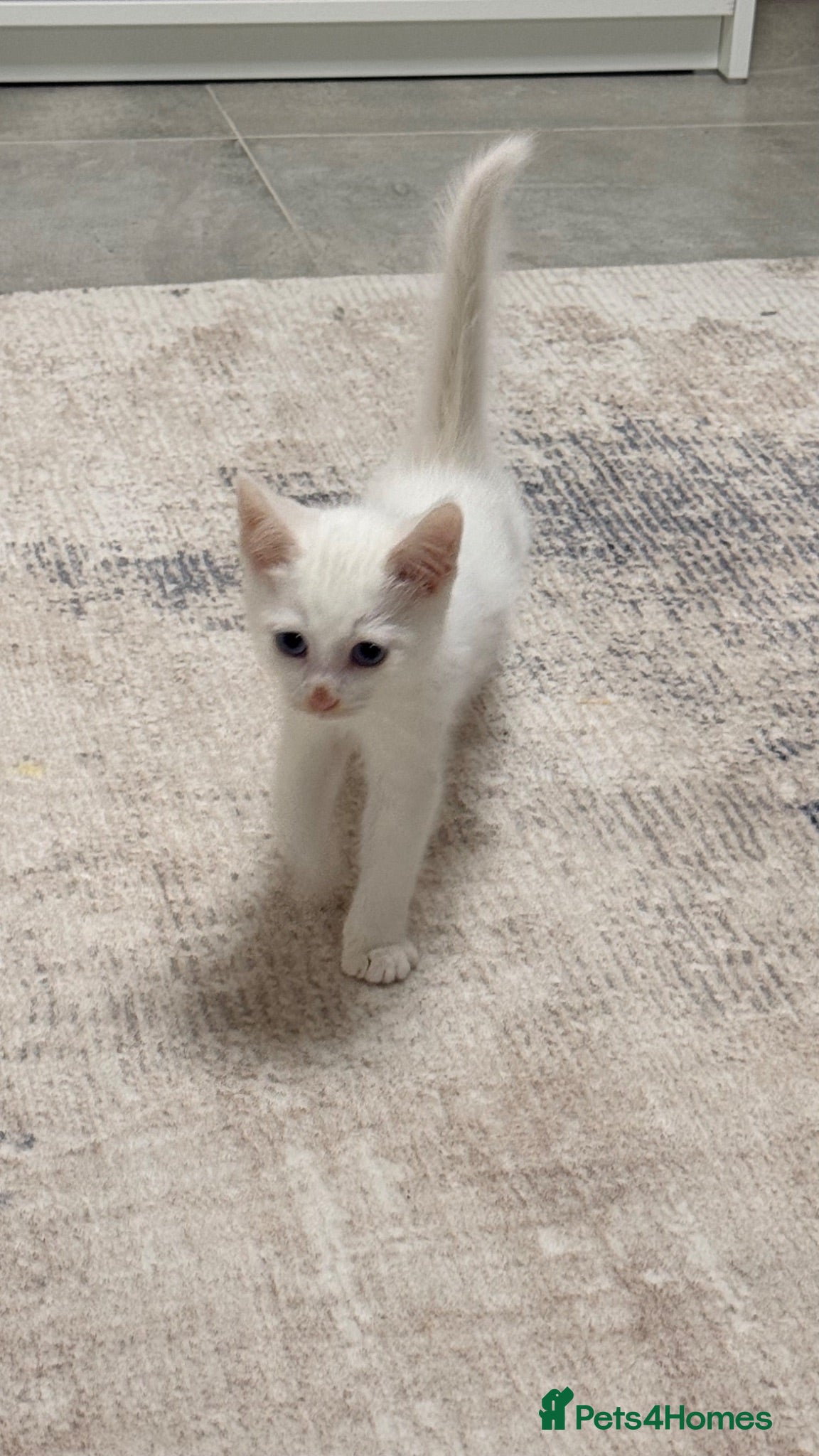 Ragdoll cats Ragdoll Kitten For Sale - Advert 1