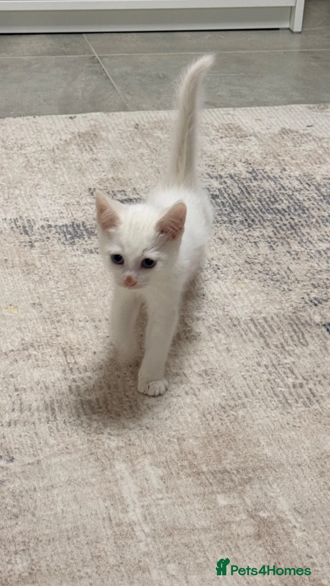 Ragdoll cats for sale: Ragdoll Kitten For Sale in Reading - Advert 1