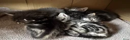 Bengal cats for sale: Bengal x Maine Coon Kittens - Advert 5