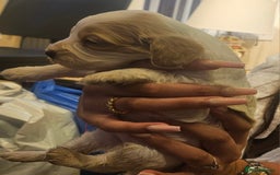 Cockapoo dogs for sale: Beautiful/healthy F1 cockapoo’s.3 girls🩷3 boys🩵 - Image 11