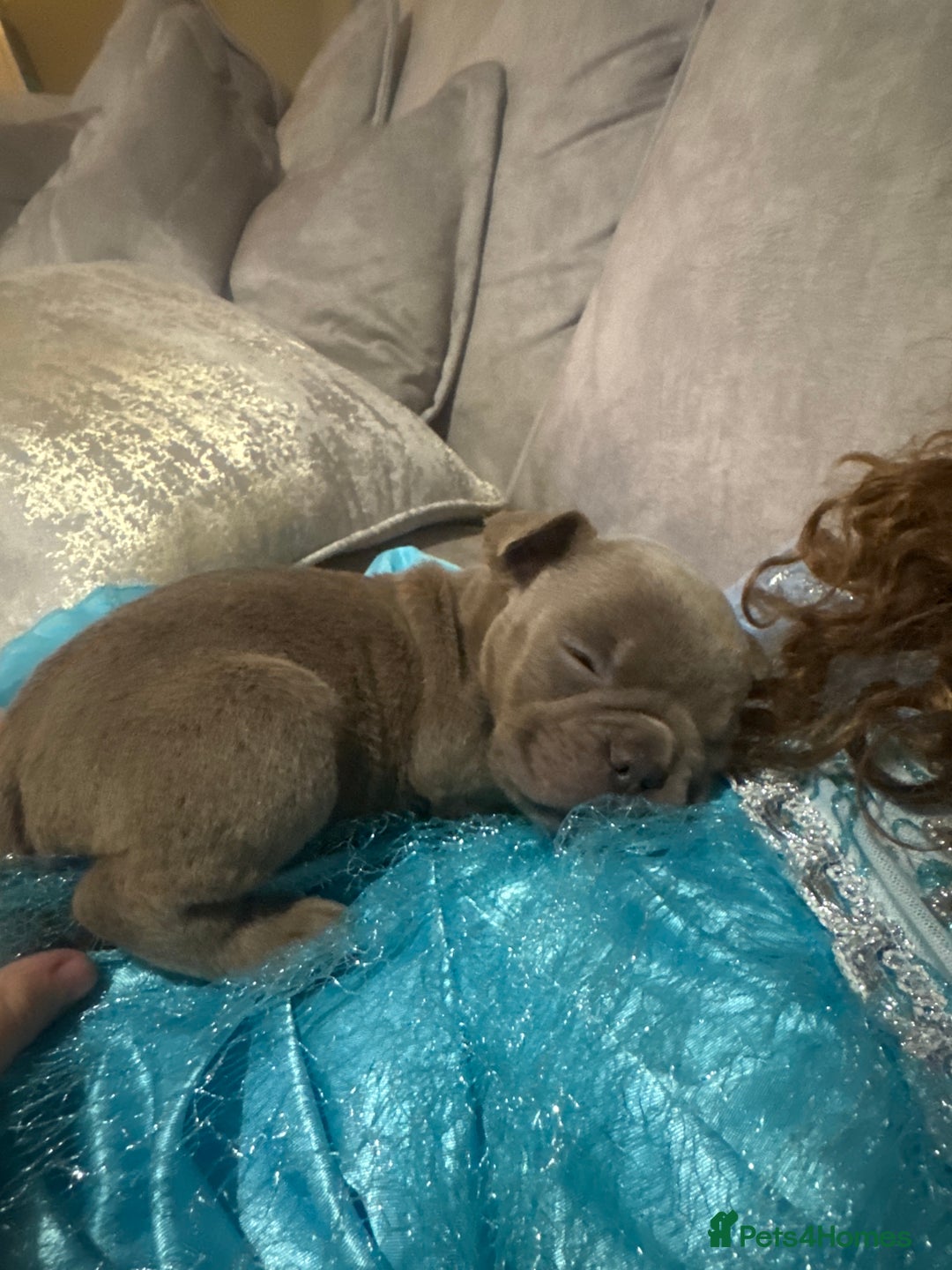 Olde English Bulldogge dogs for sale: Top quality olde English bulldogs - NEBBER REG - Advert 2