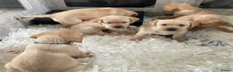 Labrador Retriever dogs for sale: Stunning Litter of Yellow Labradors - Advert 8