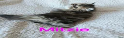 Exotic cats for sale: EXQUISITE GCCF PERSIAN EXOTIC BABIES - Advert 31