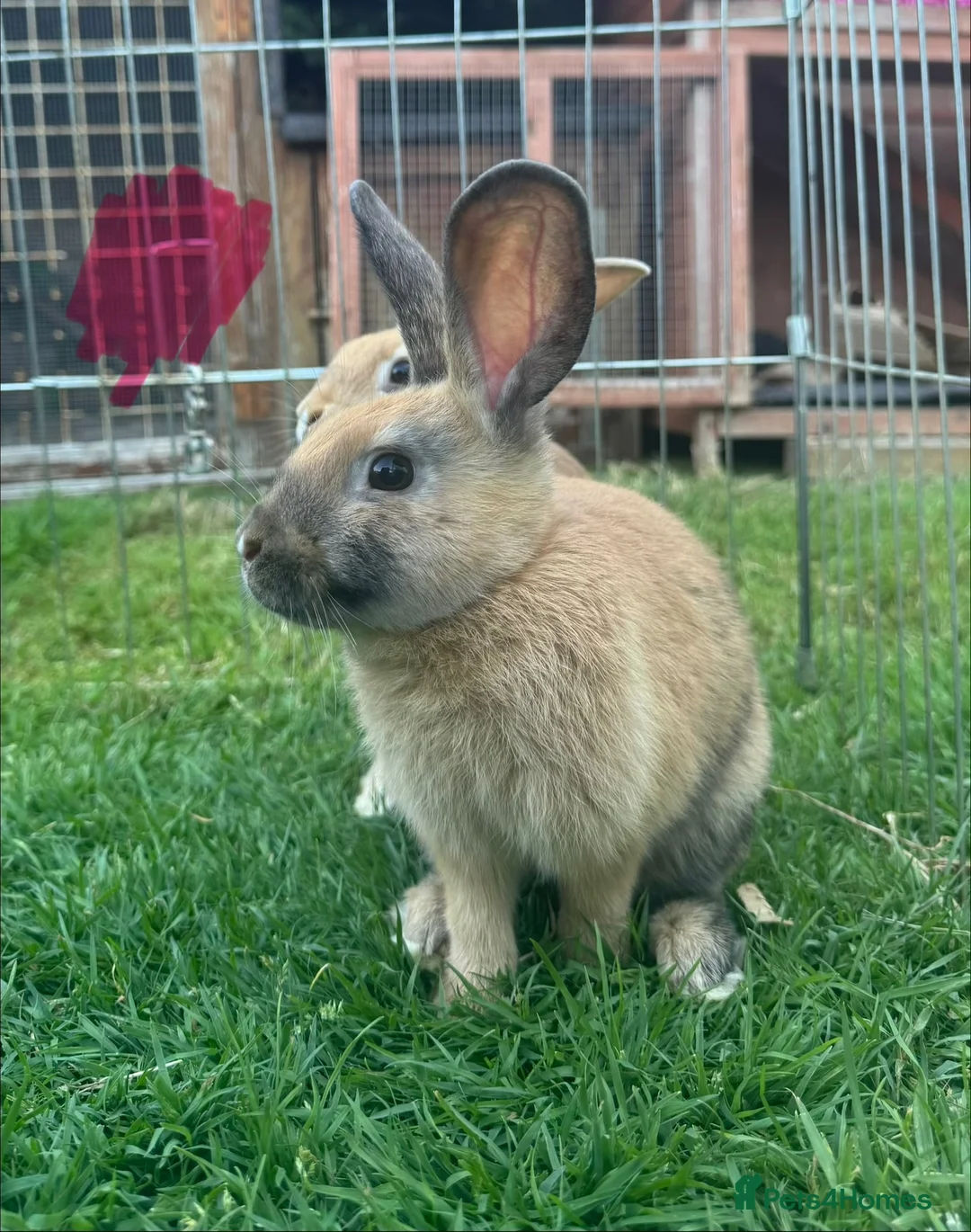 Harlequin rabbits for sale: Harlequin rabbits ready to go! - Advert 1