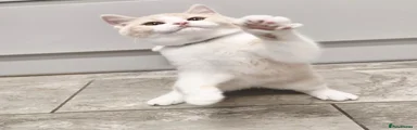 Cream bi