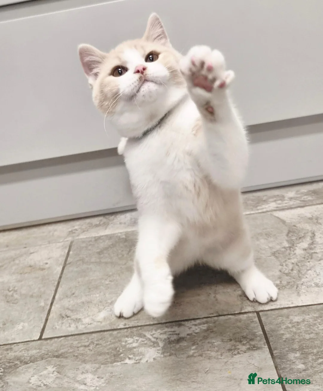 British Shorthair cats for sale: Gorgeous loving purr machines available now  - Advert 22