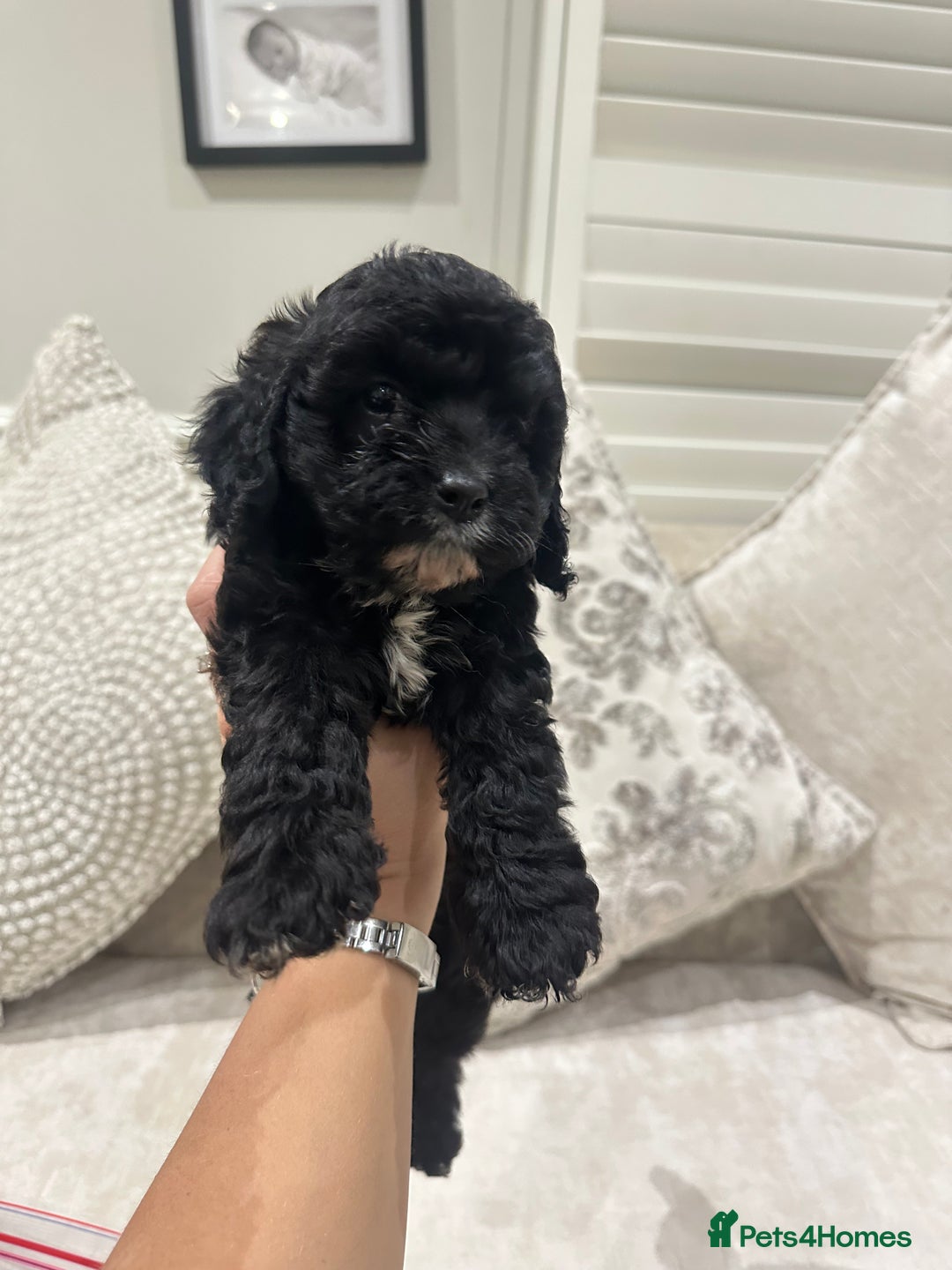 Cavapoo dogs for sale: F1 cavapoo puppies heath tested  - Advert 2