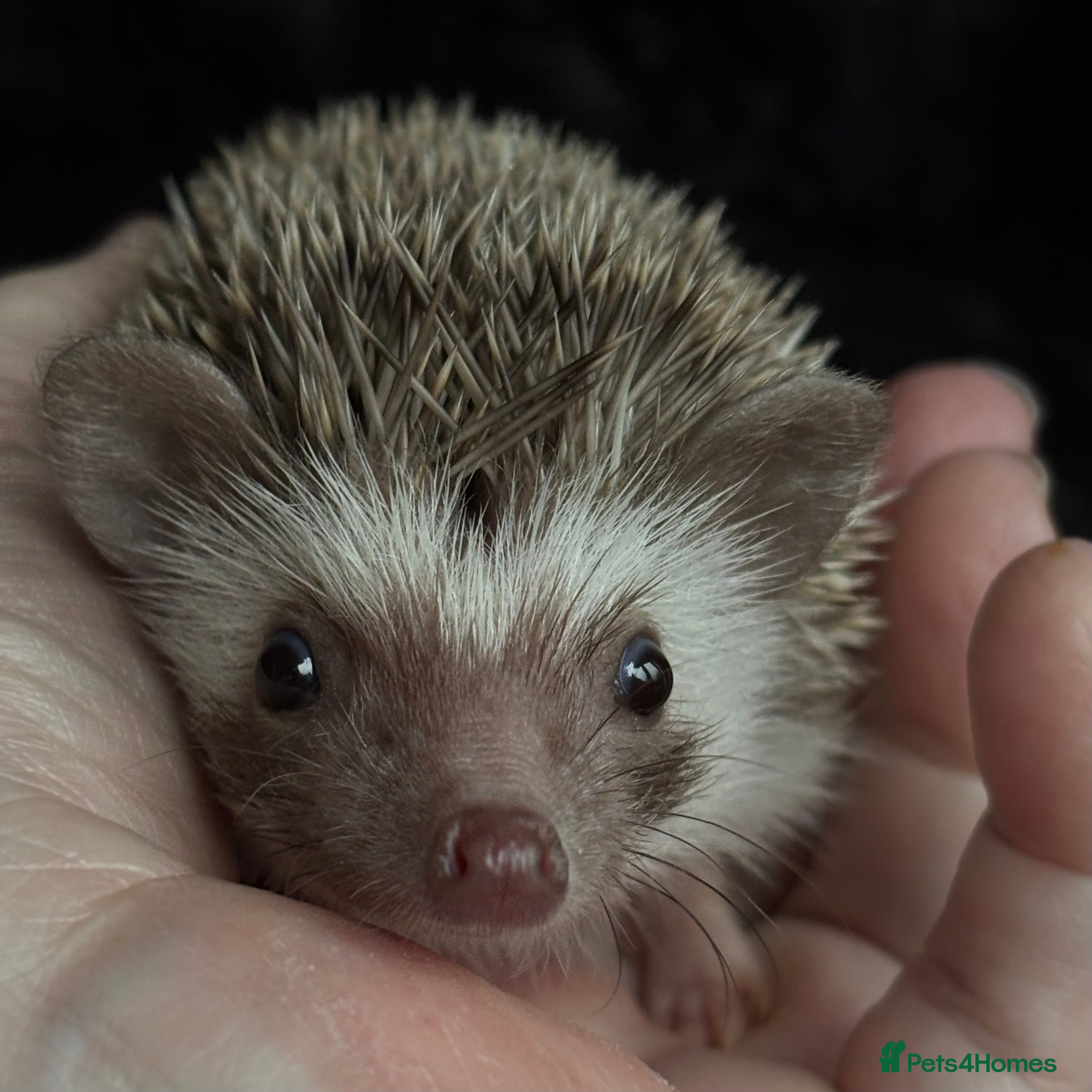 Pygmy Hedgehog rodents Girl Boy Ethically Bred African Pygmy Hedgehog - Advert 1