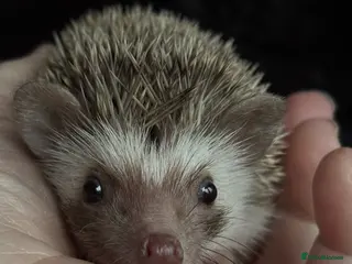 Pygmy Hedgehog rodents Girl Boy Ethically Bred African Pygmy Hedgehog - Advert 1