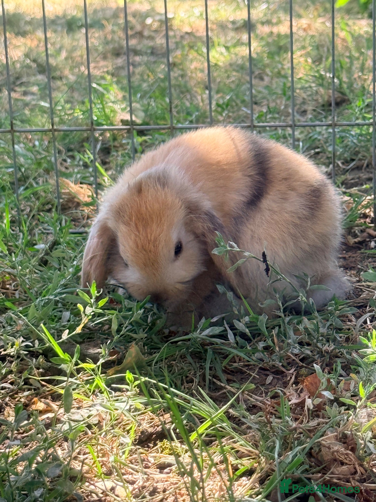 Mini Lop rabbits Pure Mini lops 6 weeks old - Advert 1