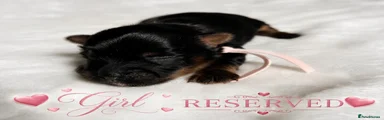 Yorkshire Terrier 3