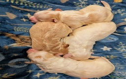 Maltipoo dogs for sale: Stunning Toy Maltipoo Puppies - Image 7