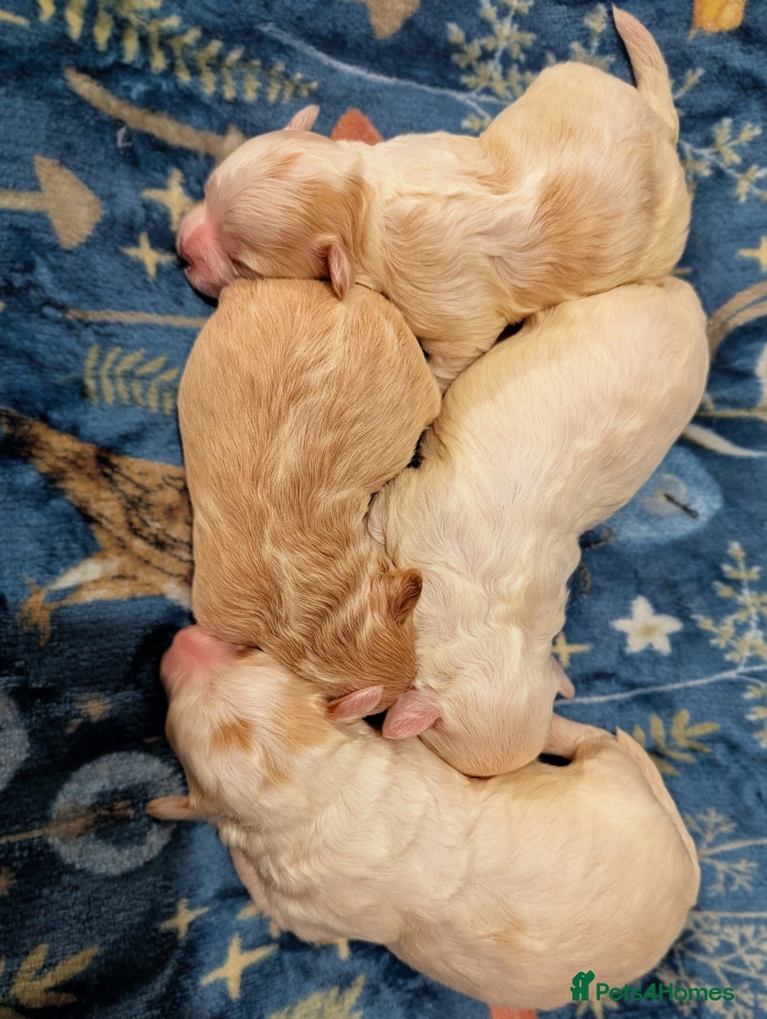 Maltipoo dogs for sale: Stunning Toy Maltipoo Puppies - Image 7