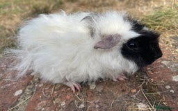 Guinea Pig rodents for sale: Baby Guinea Pigs for sale  - Image 6
