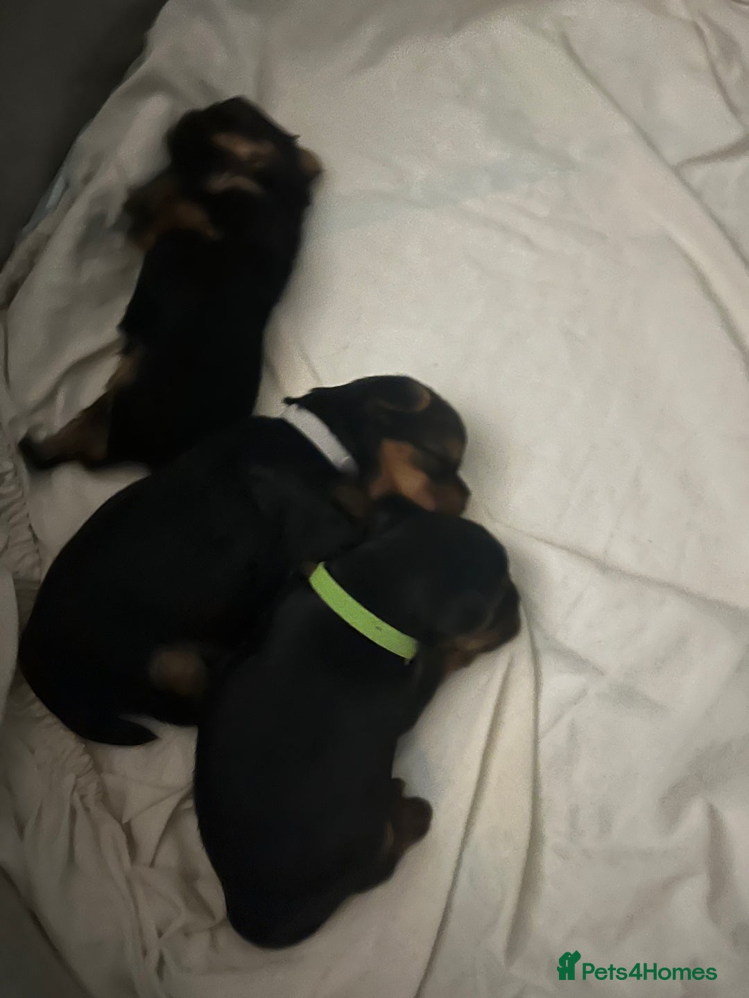 Yorkshire Terrier dogs for sale: Mini Yorkshire Terrier, blue skin tan - Image 14