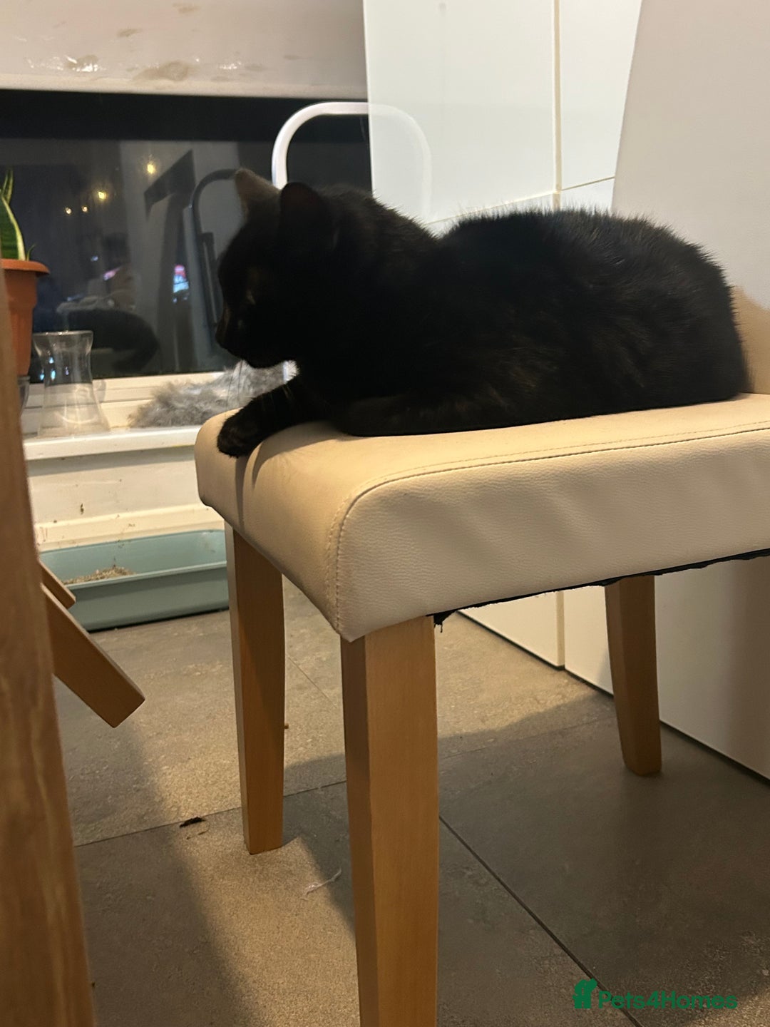 Mixed Breed cats for sale: 4 Loving Cats Seeking Forever Homes - Image 15