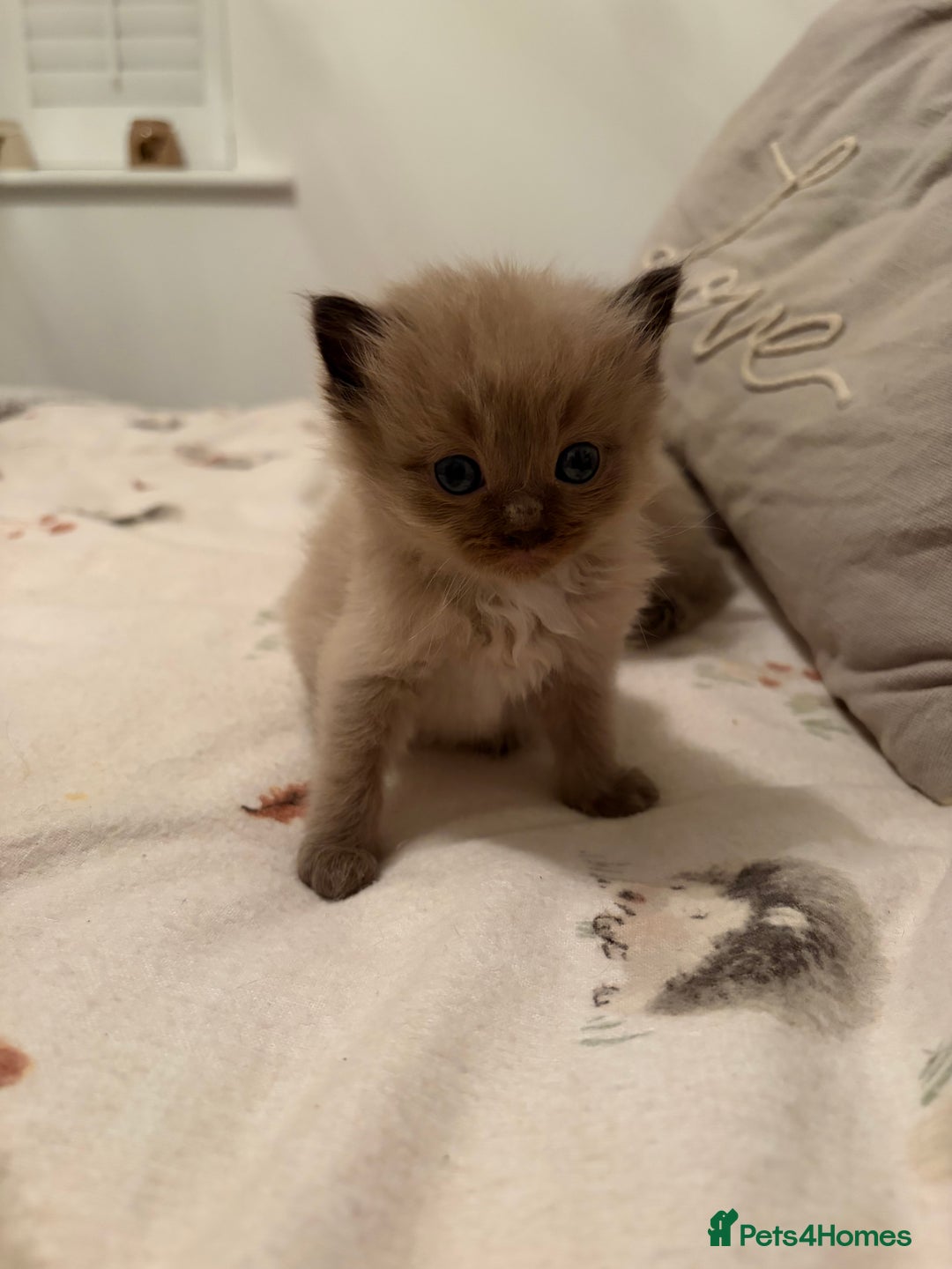 Ragdoll cats for sale: Beautiful Ragdoll Kittens For Sale  - Advert 8