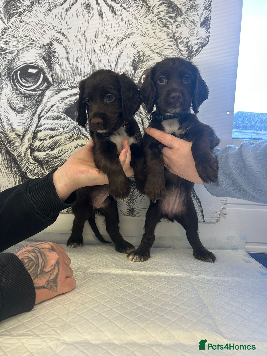 Sprocker dogs for sale: 2 girls 1 boy available - Advert 2