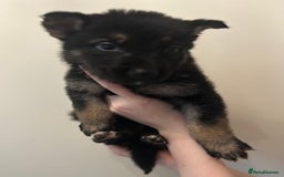 German Shepherd dogs for sale: Adorable litter of 6 puppies  - Advert 12