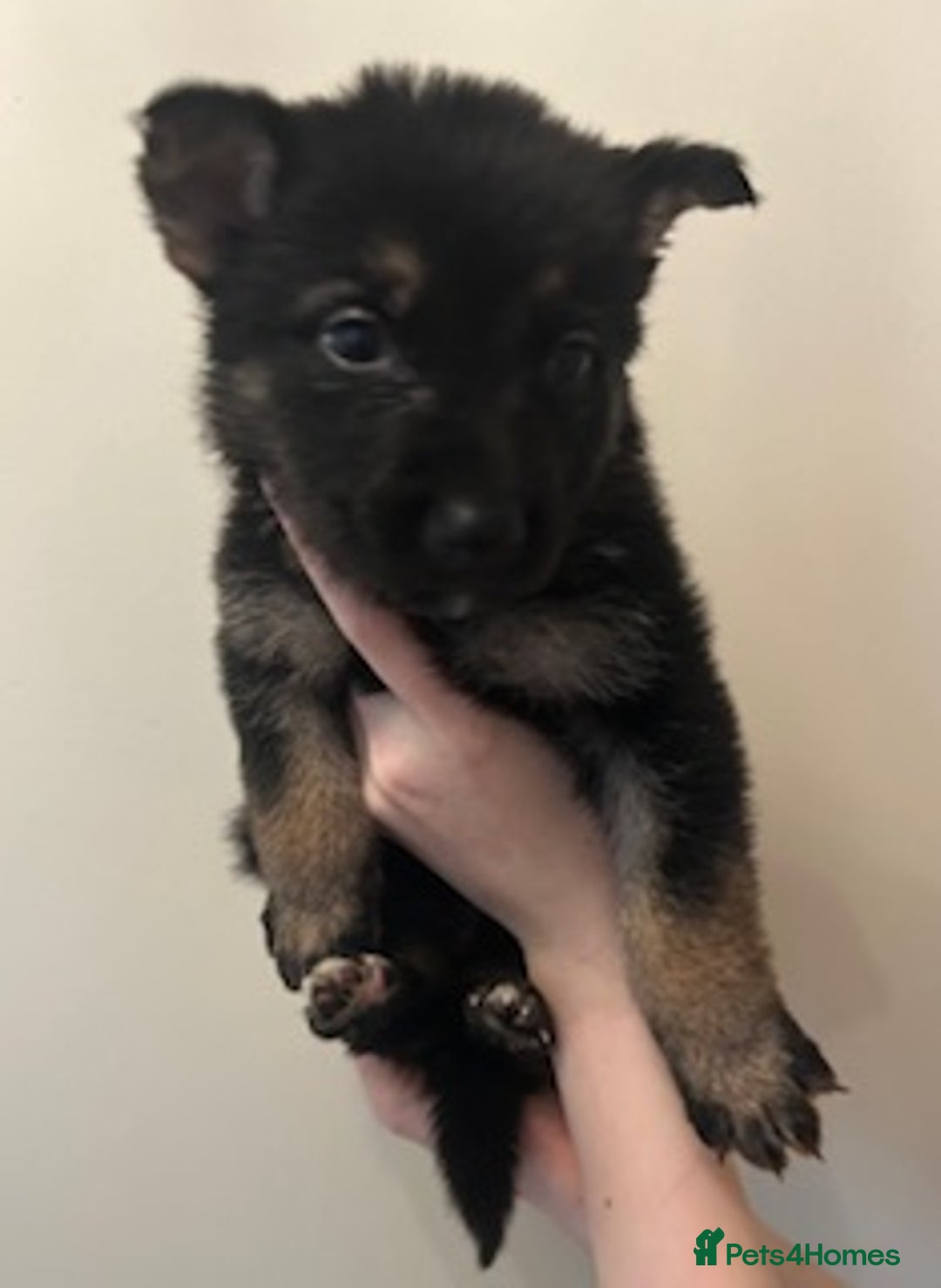 German Shepherd dogs for sale: Adorable litter of 6 puppies  - Advert 12