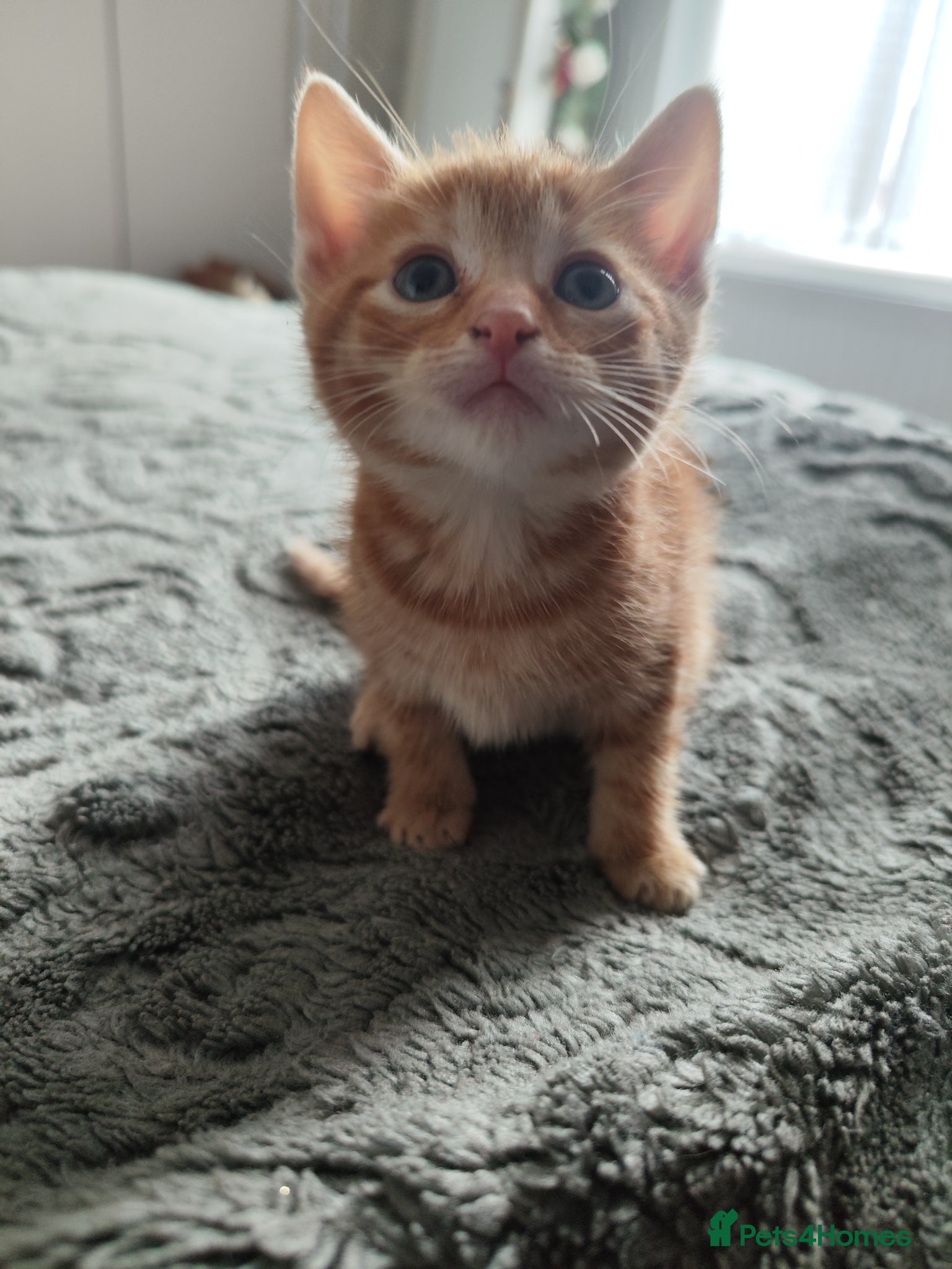 British Shorthair cats Female ginger kitten  - Advert 10