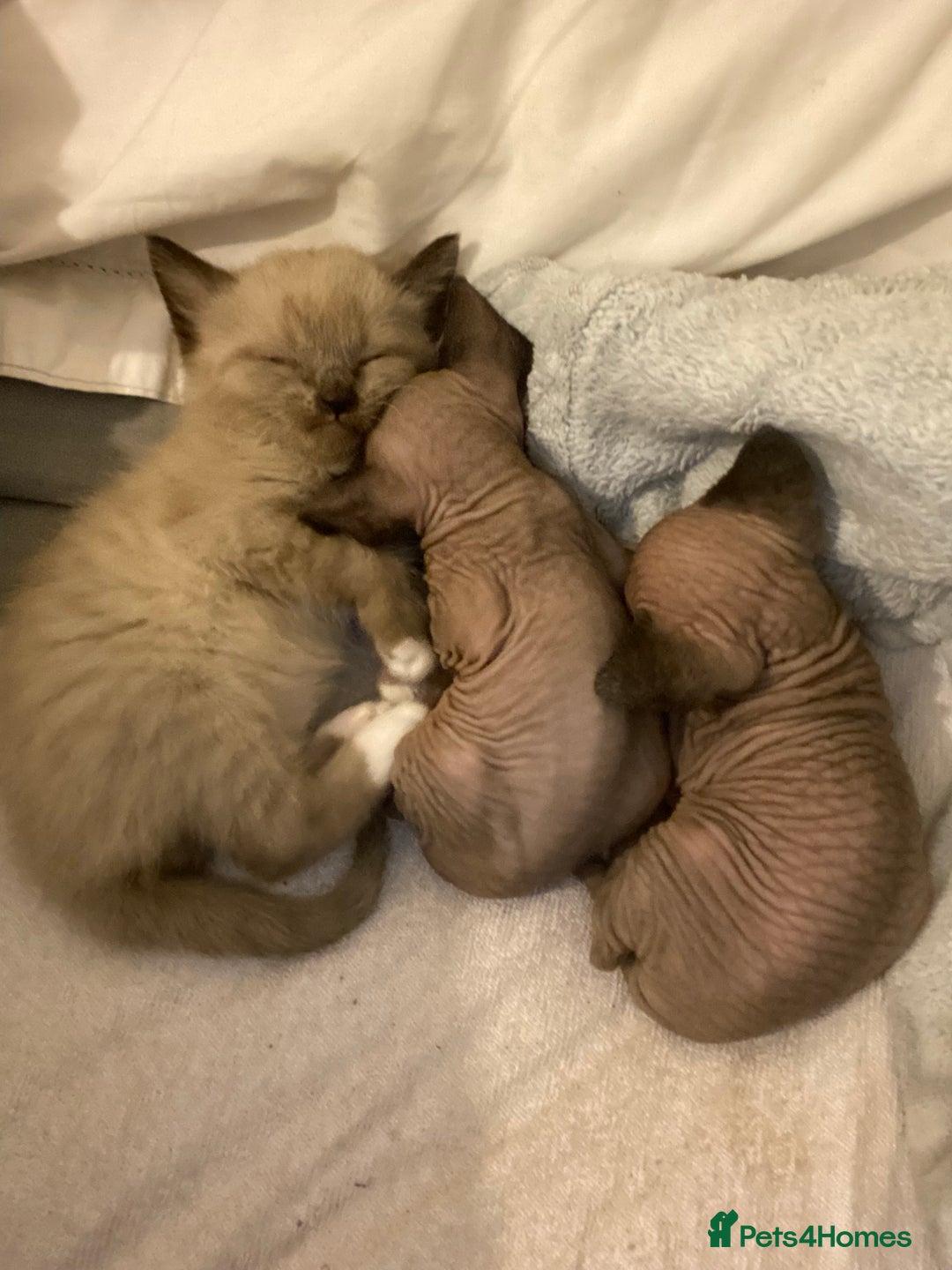 Mixed Breed cats for sale: Sphynx cross kittens  - Advert 2
