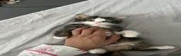 British Longhair cats for sale: 2 British longhair kittens for sale  - Advert 2
