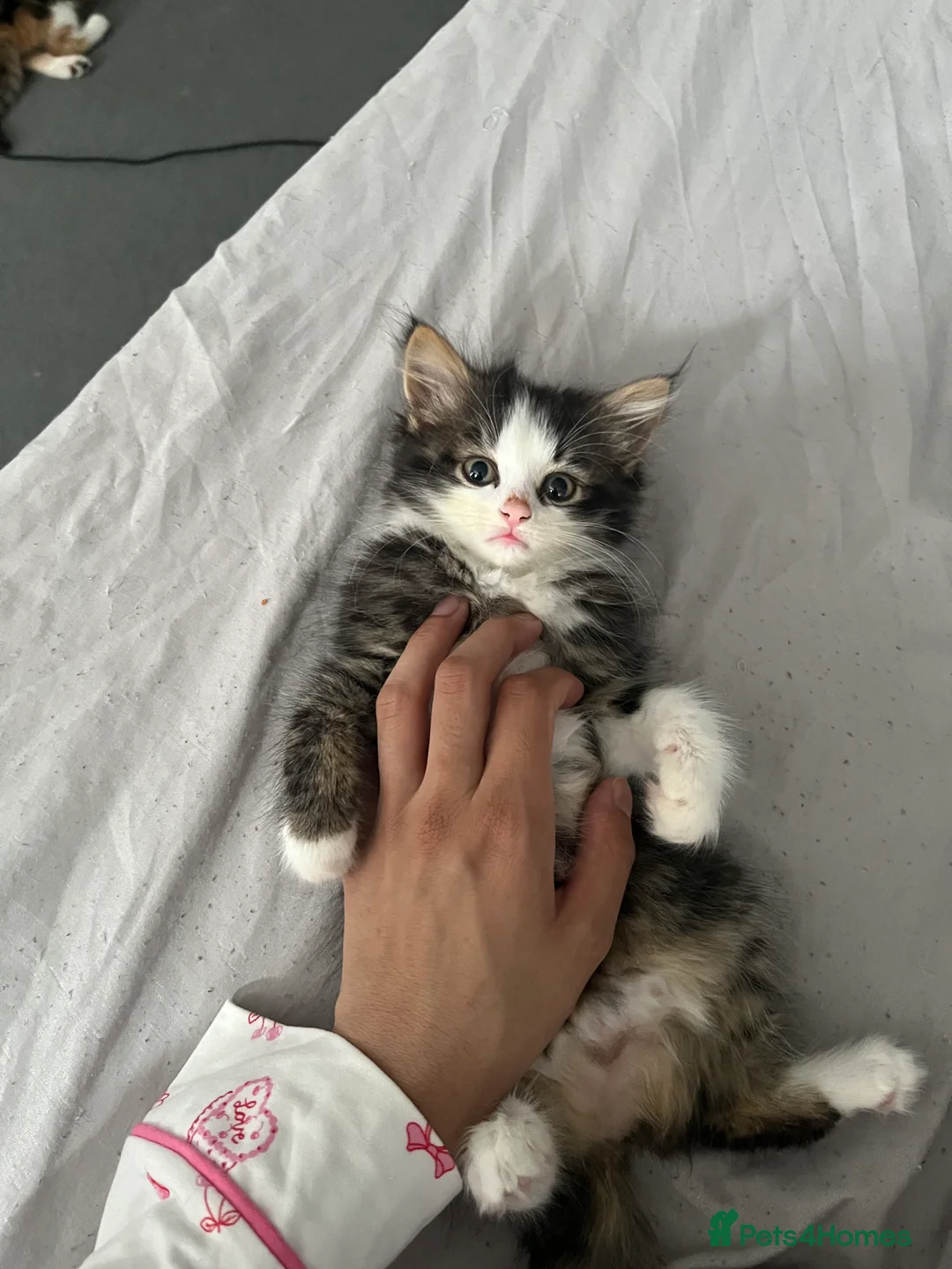 British Longhair cats for sale: 2 British longhair kittens for sale  - Advert 2