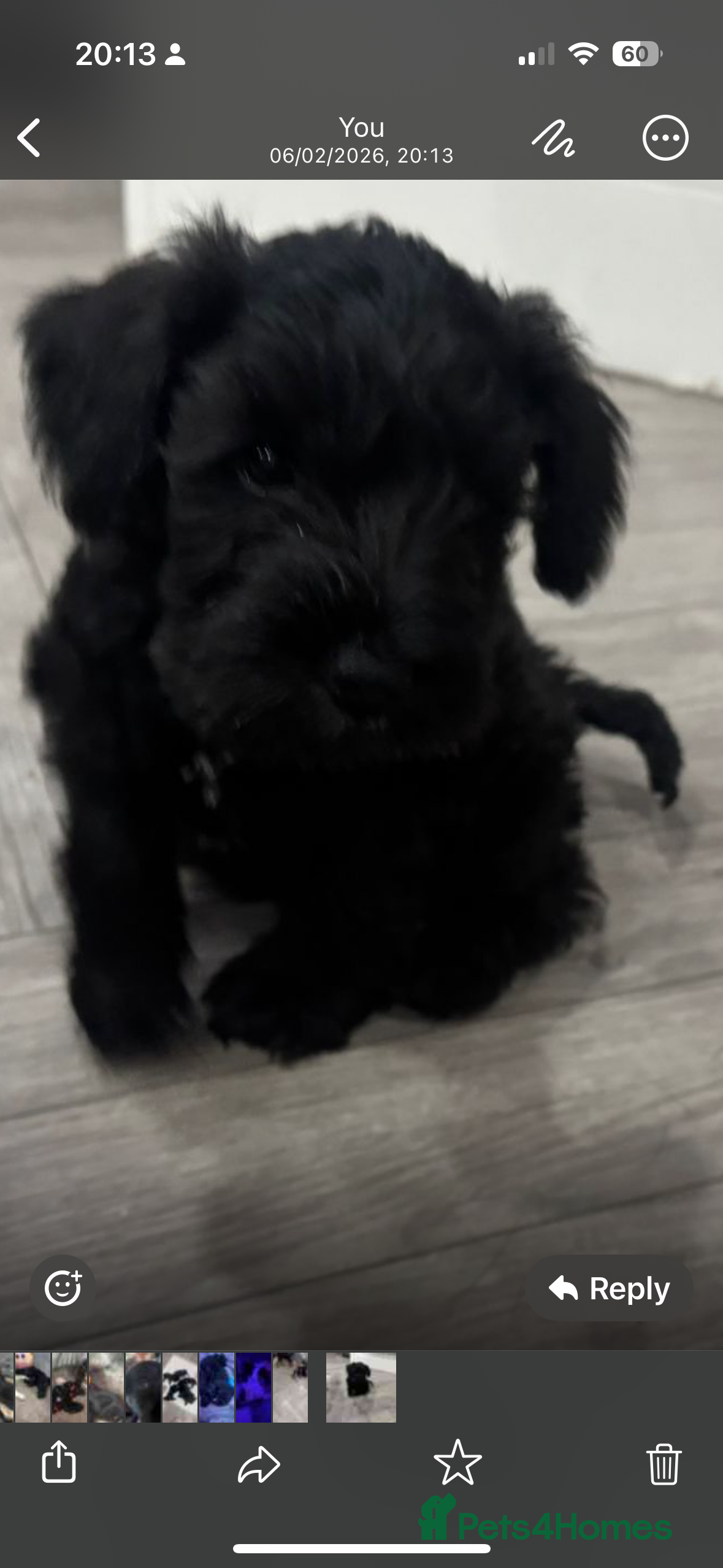 Miniature Schnauzer dogs Female Miniature Schnazuer Puppy 7 weeks old - Advert 3