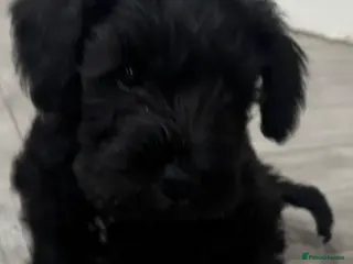 Miniature Schnauzer dogs Female Miniature Schnazuer Puppy 7 weeks old - Advert 9