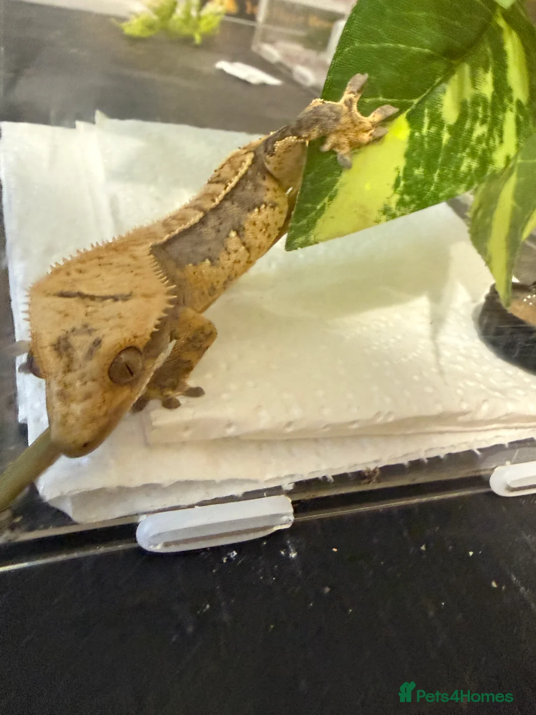 Gecko reptiles for sale: 🔥🔥 CRESTED GECKOS 🔥🔥🔥 - Advert 10