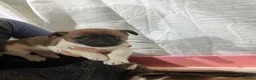 Jackapoo dogs for sale: Beautiful jack a poo pups  - Advert 5