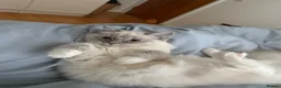 Ragdoll cats for sale: 4 Ragdoll Tabby Kittens in London - Advert 16