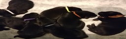 Labrador Retriever dogs for sale: KC registered, FtCH bloodline labradors  - Advert 1
