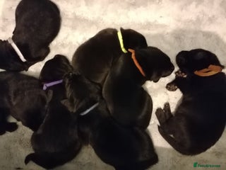 Labrador Retriever dogs KC registered, FtCH bloodline labradors - Advert 9