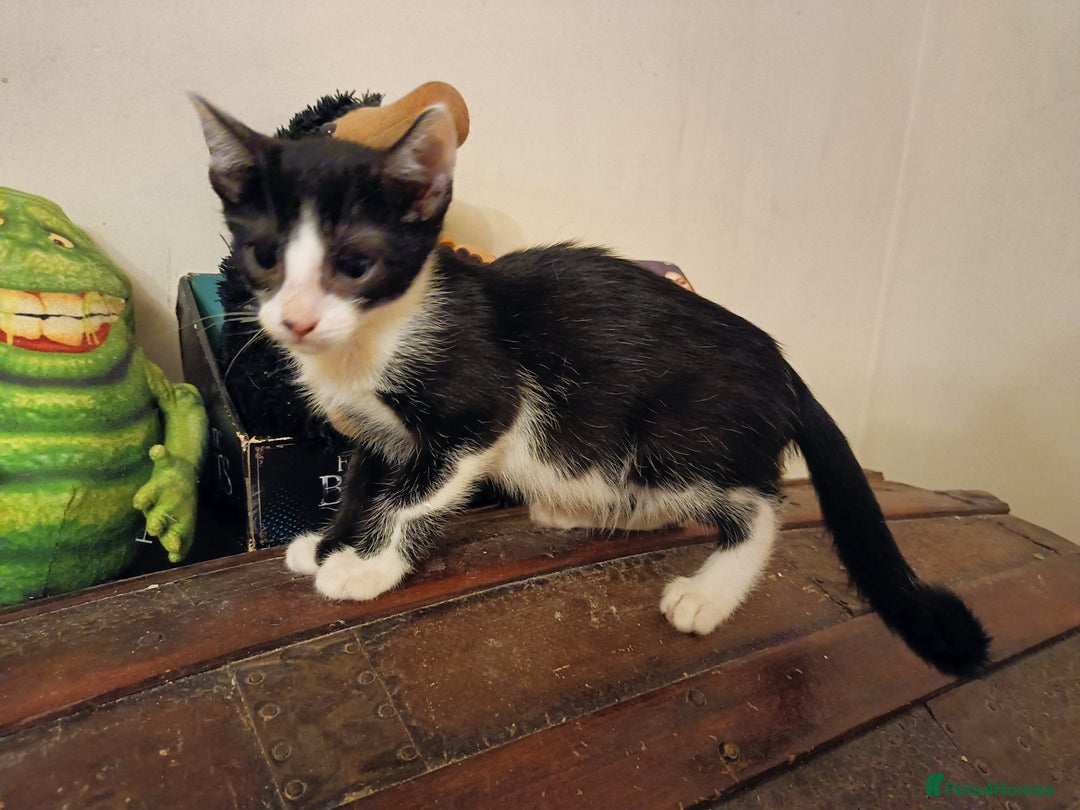 Mixed Breed cats for sale: Black & White Kittens Bengal Mix Véry Interactive  - Image 8