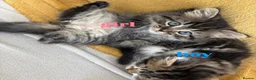 Mixed Breed cats for sale: Pure persian&tabby in Nuneaton - Advert 4