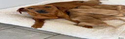 Goldador dogs for sale: GORGEOUS GOLDADORS  - Advert 18