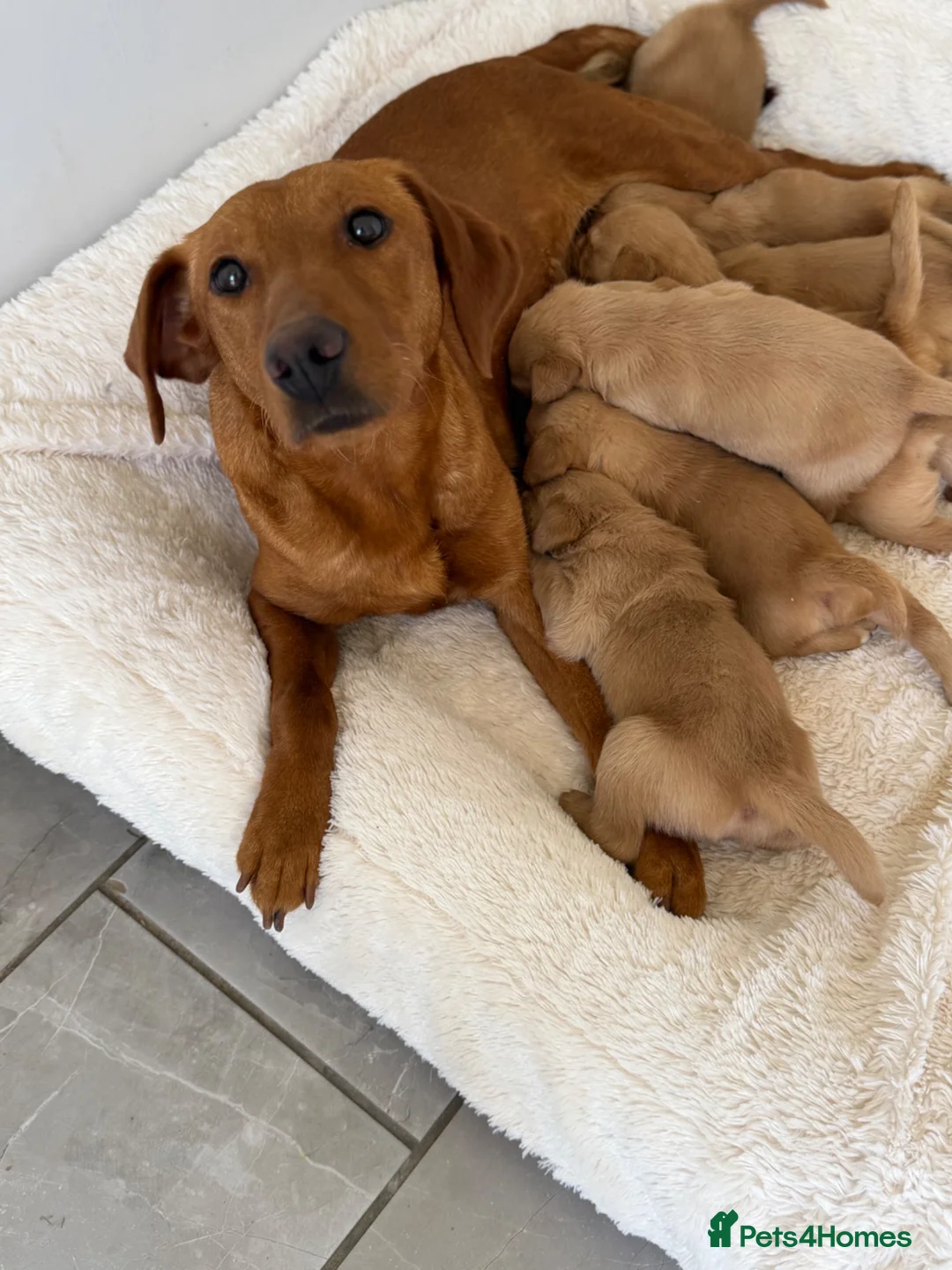 Goldador dogs for sale: GORGEOUS GOLDADORS  - Advert 18