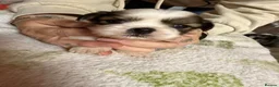 Shih Tzu dogs for sale: Shih Tzu puppies - Advert 7