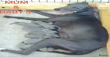 Whippet dogs - Advert 16