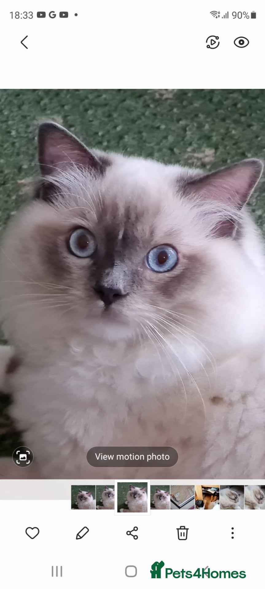 Ragdoll cats Champion line TICA registered Ragdoll kittens  - Advert 2