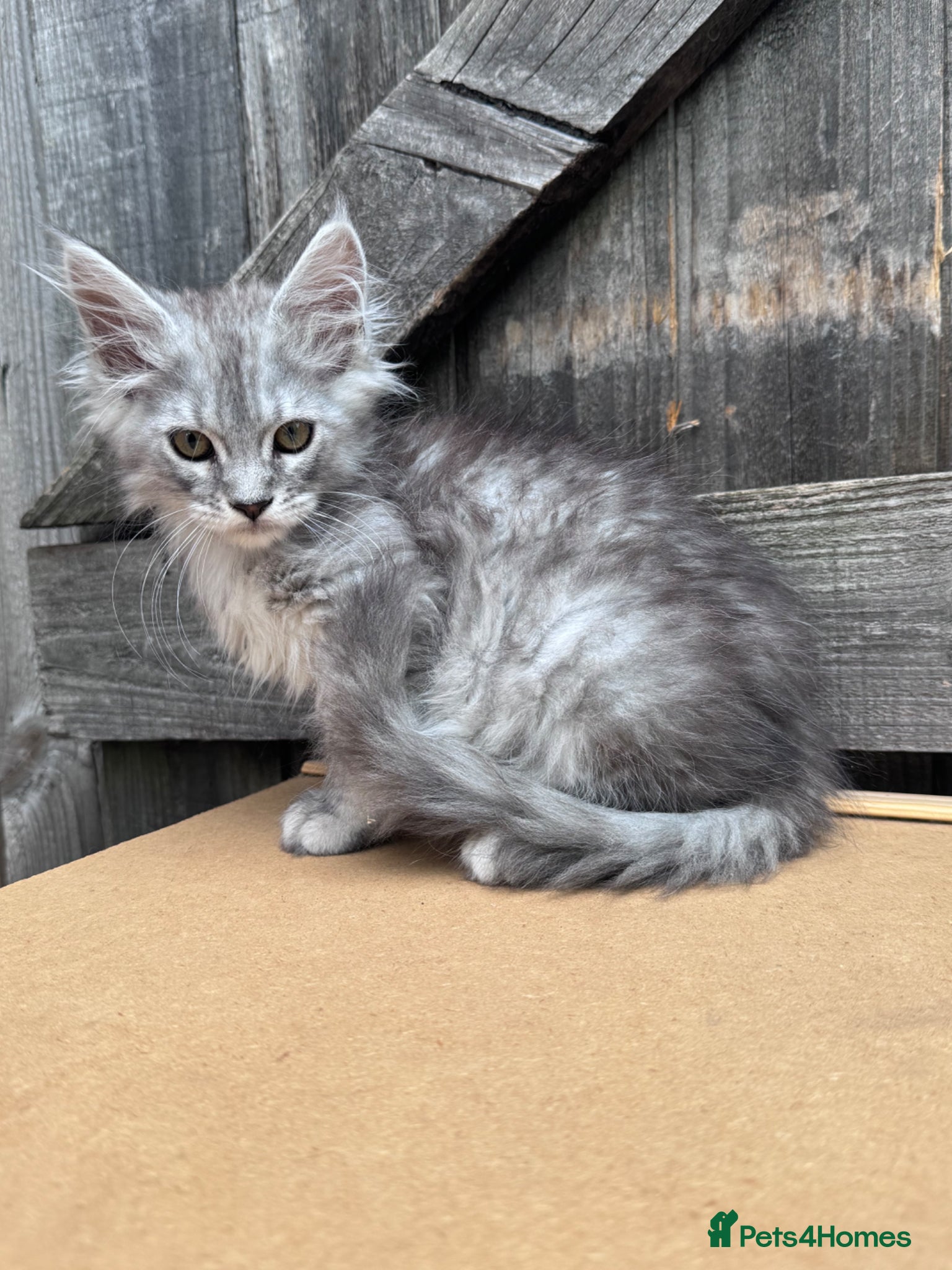 Maine Coon cats Maine coon active females readdy to leave - Advert 13
