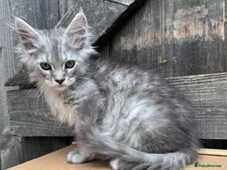 Maine Coon cats Maine coon active females readdy to leave - Advert 13