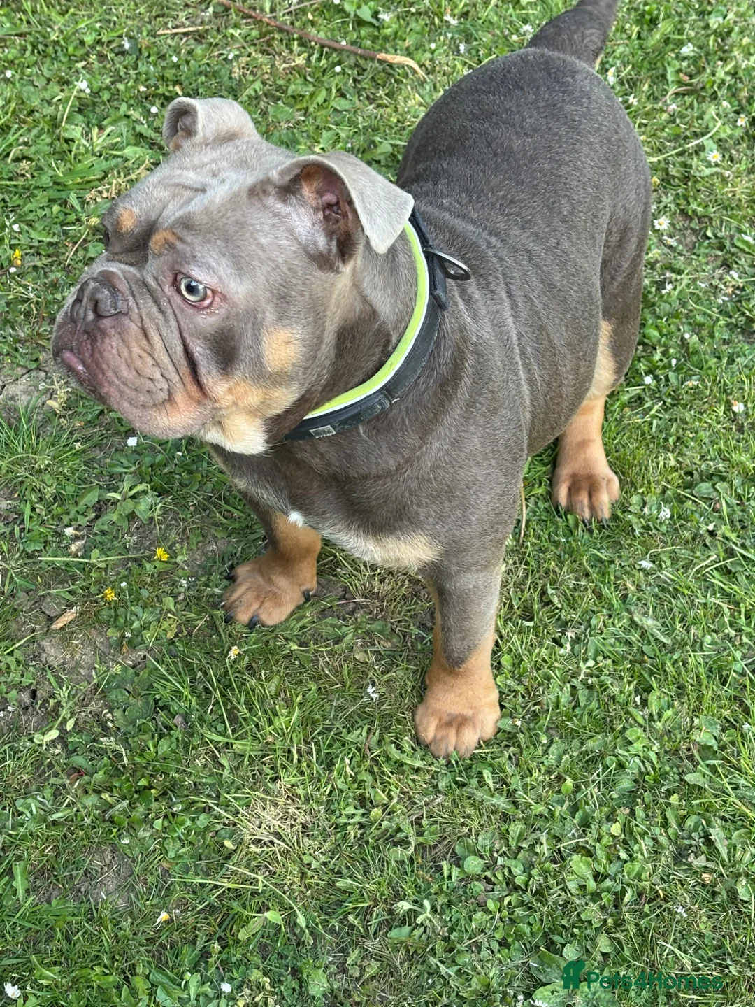 Olde English Bulldogge dogs for sale: Male olds English bulldogge 1 years old  in Westerham - Advert 3