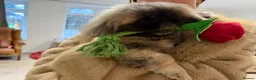 Pekingese dogs for sale: Kc sable Blk mask Pekingnese Russian lines - Advert 6