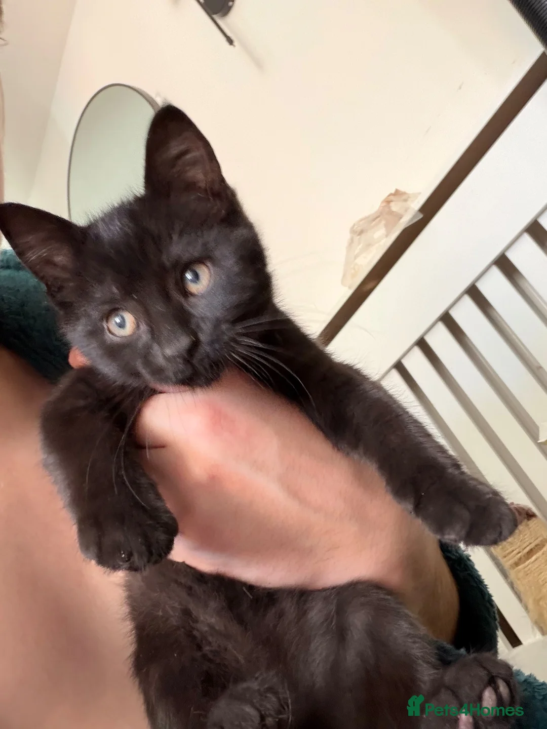British Shorthair cats for sale: 2 girl 1 boy British shorthair cross in Norwich - Advert 19