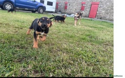 Huntaway dogs for sale: Huntaway cross puppies - Image 4