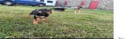 Huntaway dogs for sale: REDUCED Huntaway cross puppies - Advert 4